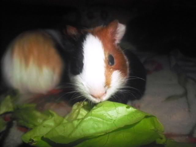 http://i611.photobucket.com/albums/tt200/biancadumi/Picture1606.jpg