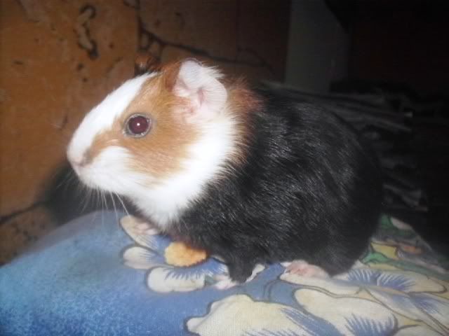 http://i611.photobucket.com/albums/tt200/biancadumi/Picture1608.jpg