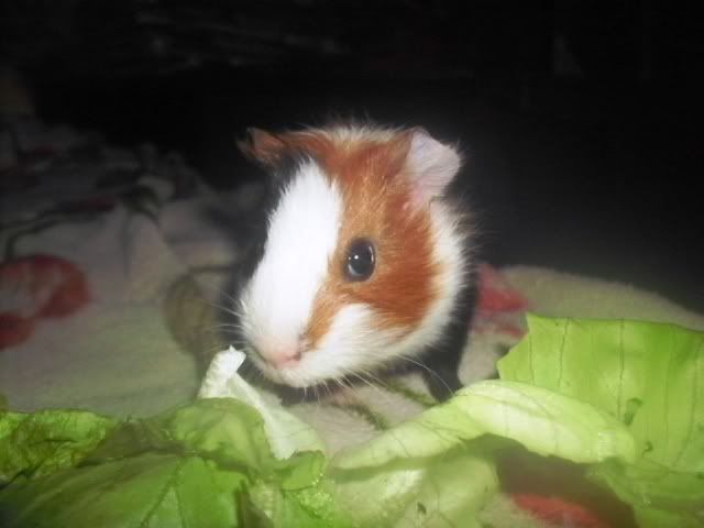 http://i611.photobucket.com/albums/tt200/biancadumi/Picture1609.jpg
