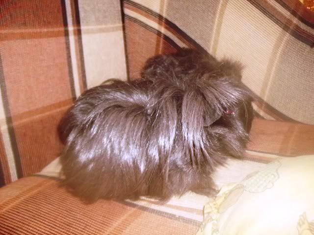 http://i611.photobucket.com/albums/tt200/biancadumi/Picture1610.jpg