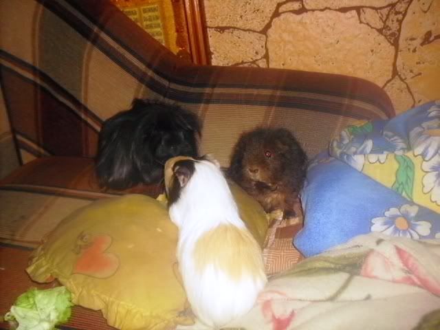 http://i611.photobucket.com/albums/tt200/biancadumi/Picture1616.jpg