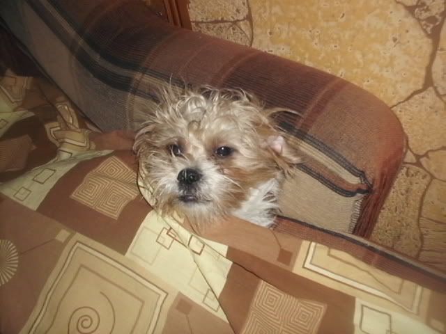 http://i611.photobucket.com/albums/tt200/biancadumi/Picture1680.jpg