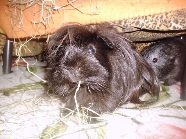 http://i611.photobucket.com/albums/tt200/biancadumi/Picture1779.jpg