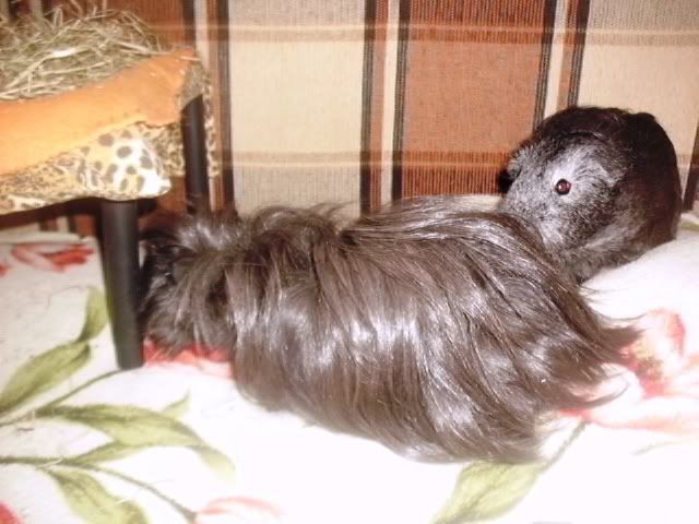 http://i611.photobucket.com/albums/tt200/biancadumi/Picture1780.jpg