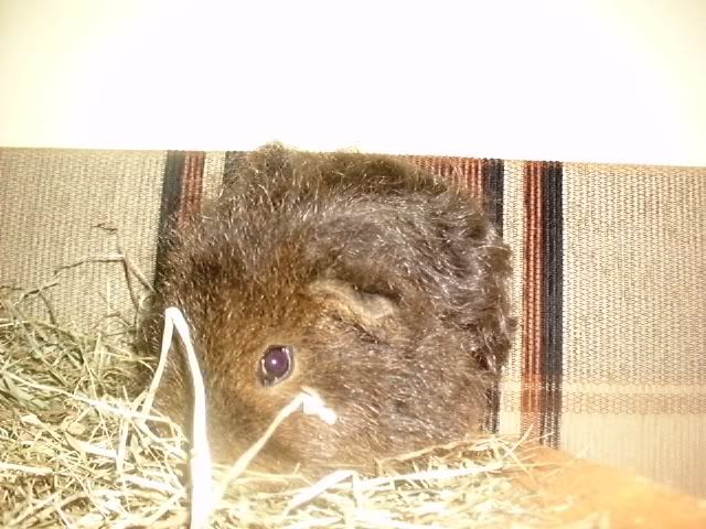 http://i611.photobucket.com/albums/tt200/biancadumi/Picture1783.jpg