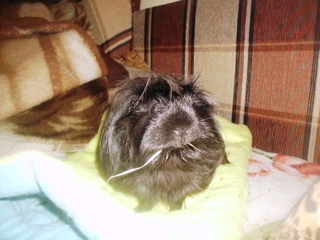 http://i611.photobucket.com/albums/tt200/biancadumi/Picture1787.jpg