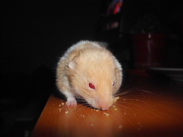 http://i611.photobucket.com/albums/tt200/biancadumi/Picture371.jpg