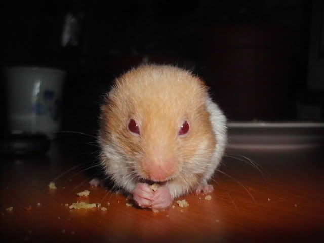 http://i611.photobucket.com/albums/tt200/biancadumi/Picture373.jpg