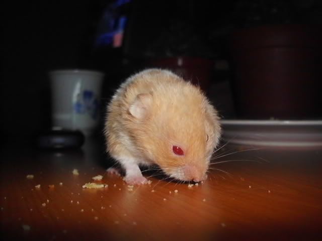 http://i611.photobucket.com/albums/tt200/biancadumi/Picture374.jpg
