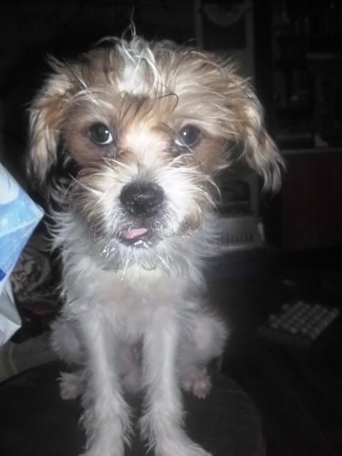 http://i611.photobucket.com/albums/tt200/biancadumi/Picture483.jpg