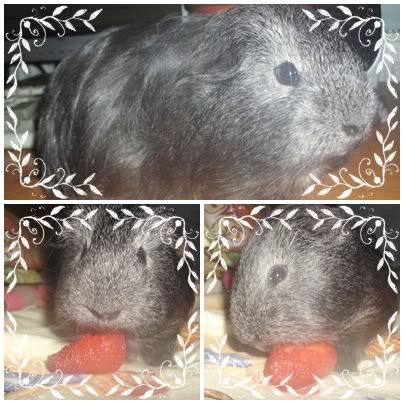 http://i611.photobucket.com/albums/tt200/biancadumi/page.jpg